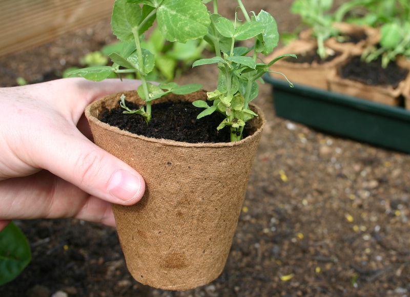 Round fibre pots from Suttons (shown with pea seedlings)