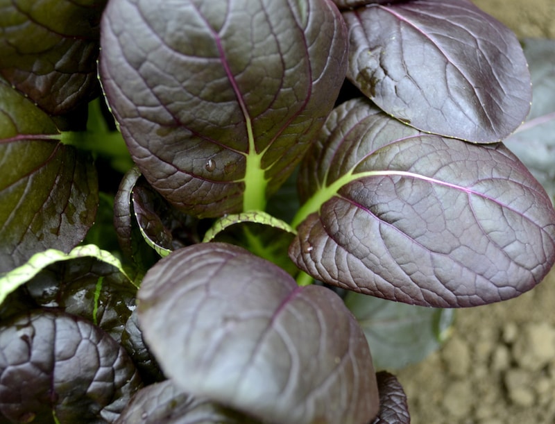 Spinach Seeds ‘F1 Comred’ from Suttons