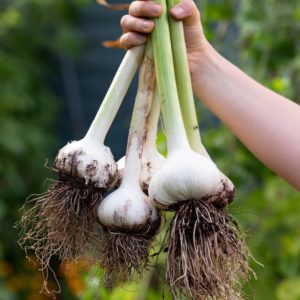 Grow Garlic in a Box