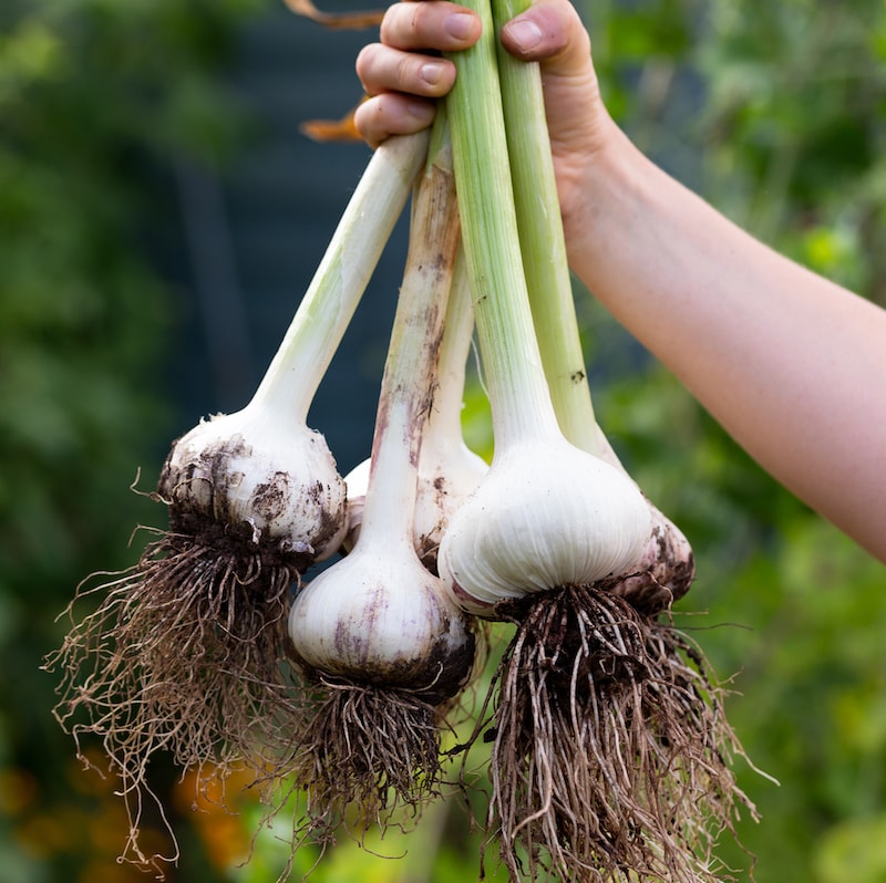 Bulb Garlic Plants At Joseph Stanfield Blog