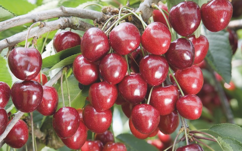 Closeup of cherry 'Kordia' growing on a tree