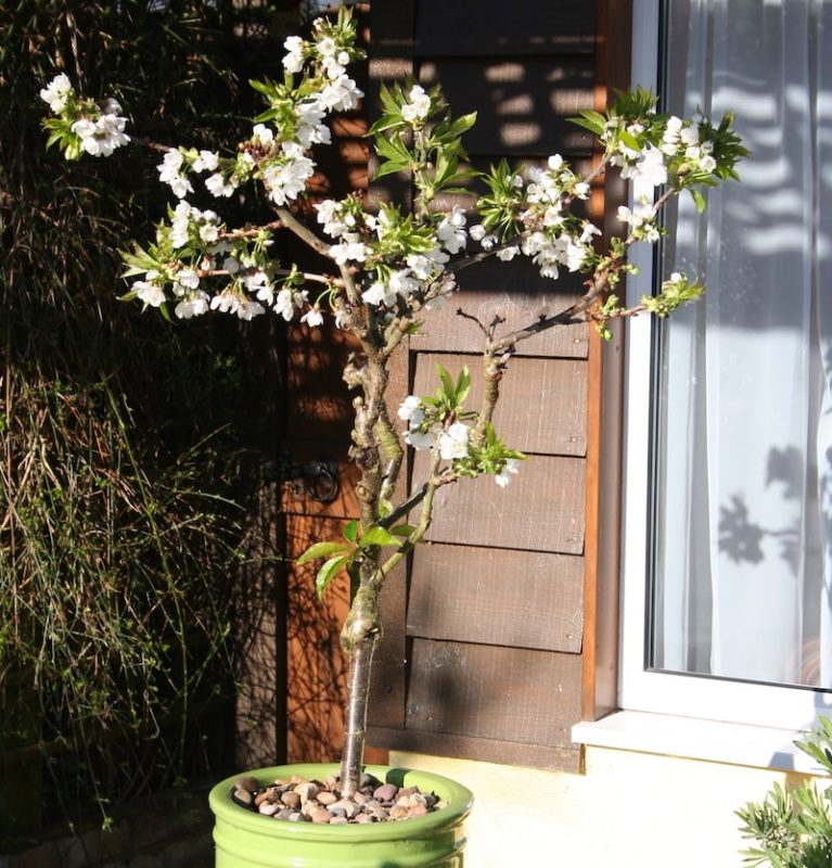 Best expert advice on growing cherry trees Suttons Gardening Grow How