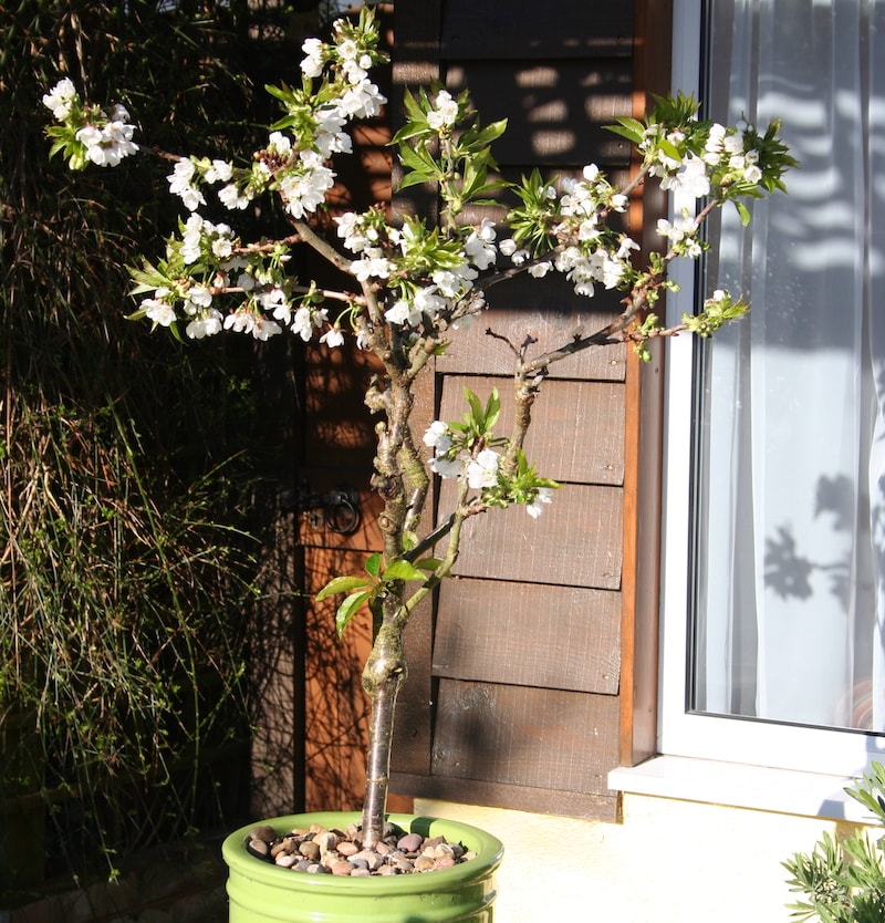 Patio sized cherry tree in green pot covered in white blossom