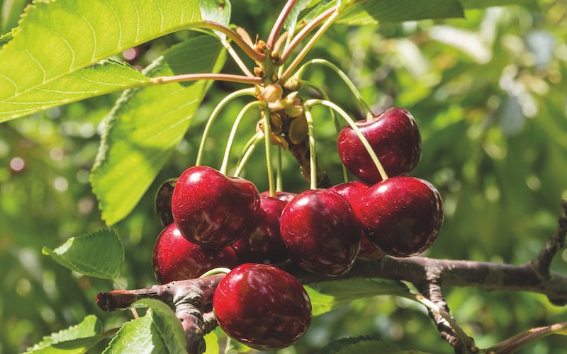 Small bunch of red cherries growing on a branch