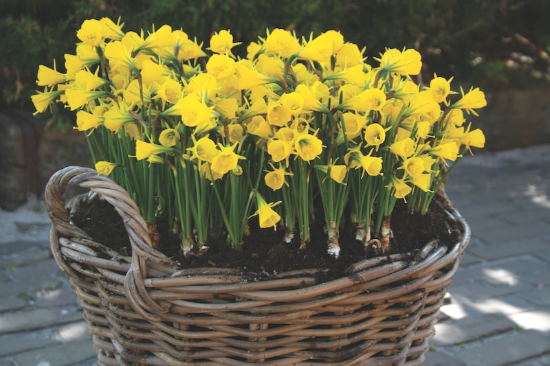 Daffodil 'Hoop Petticoat' flowers in basket