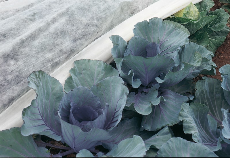 Frost protection fleece covering brassicas from Suttons