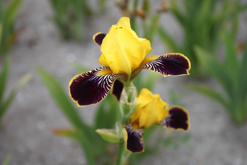Purple and yellow flowers of bearded Iris 'Bumblebee Deelite'