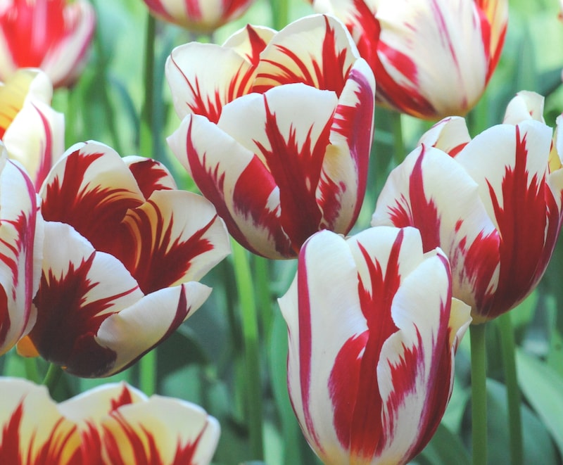 Red and white petals of tulip 'Carnival de Nice'
