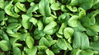 Best expert advice on growing spinach