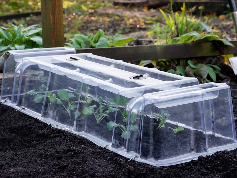 Plastic cloche with seedling