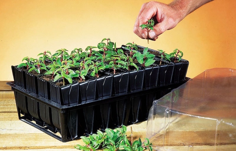Deep root trainers made of black plastic with a clear lid