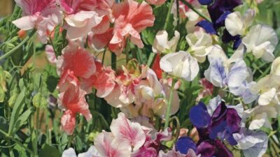 How to grow sweet peas from seed