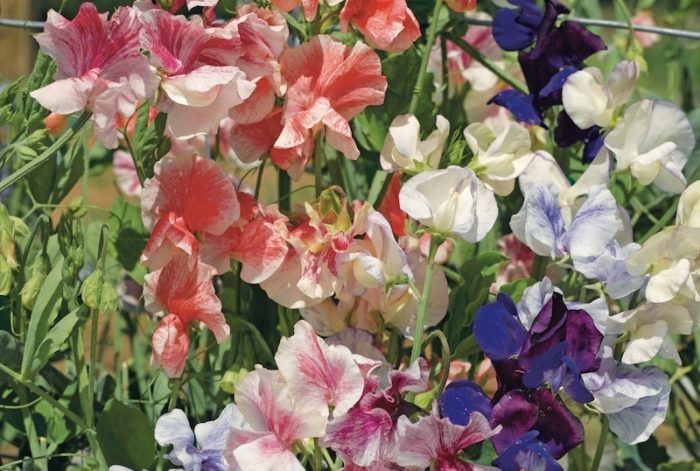 20220901_suttons_collection_of_coloured_sweet_peas.jpg