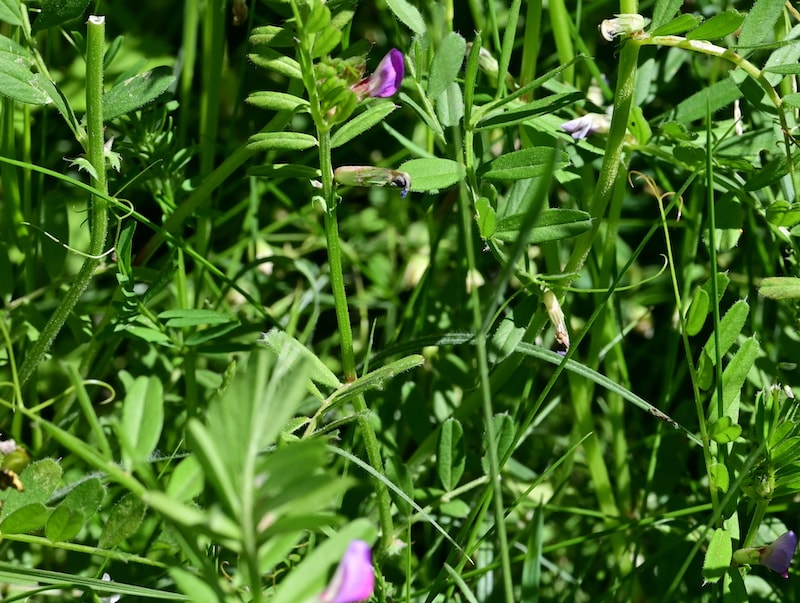 Green manure 'Winter Mix' stems with purple flowers from Suttons