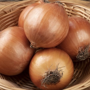 Onion Sets - Autumn Champion from Suttons