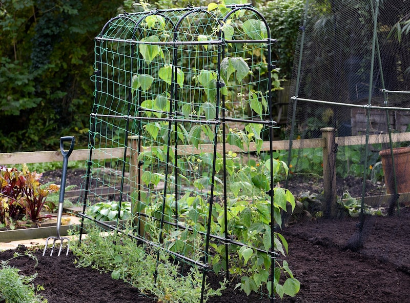 Pea and bean tunnel supporting climbers and sweet peas