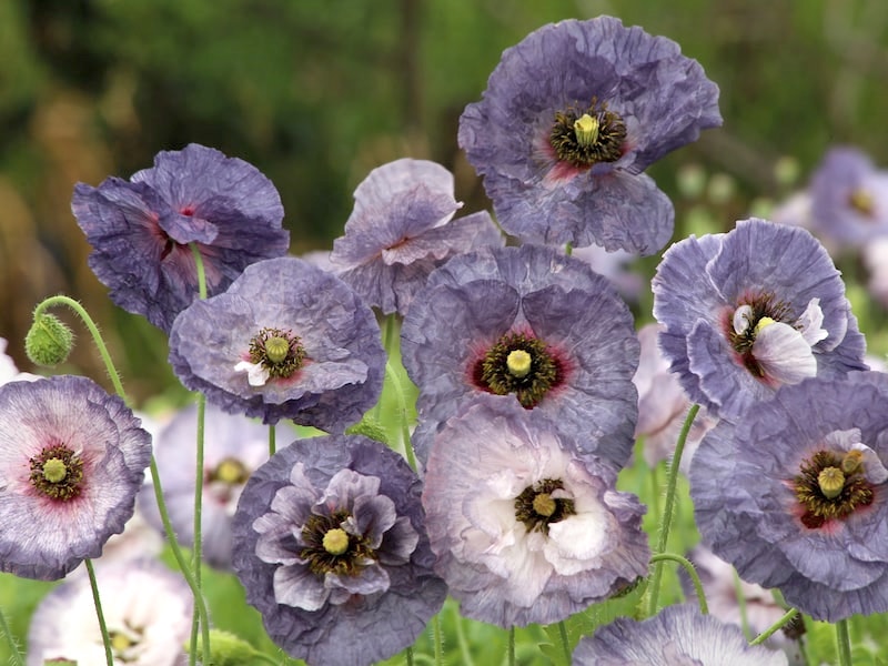 Purple-grey poppies with black centres