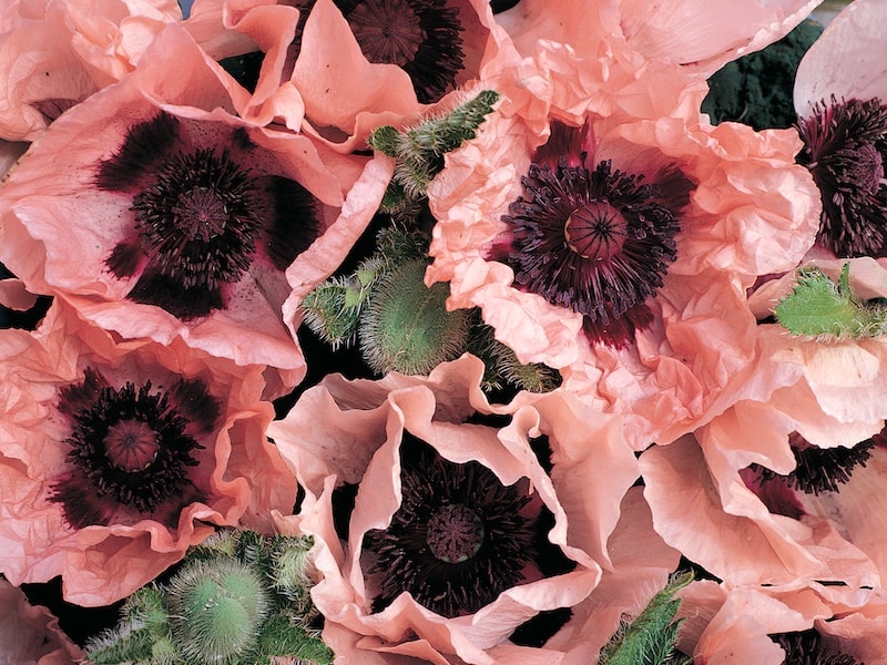 Coral coloured poppy flowers with dark centre