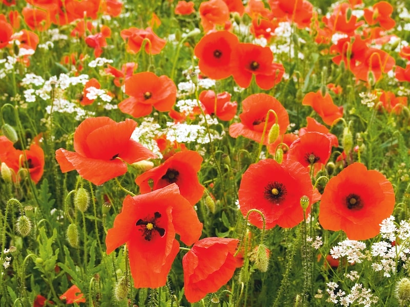 Collection of poppy flower field