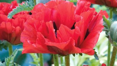 How to grow poppies