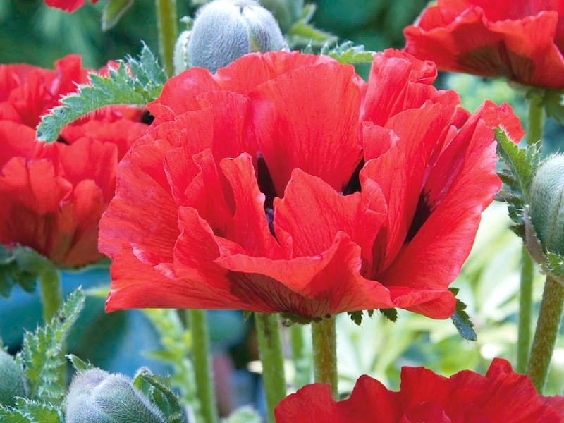 Closeup of red poppy that has recently flowered