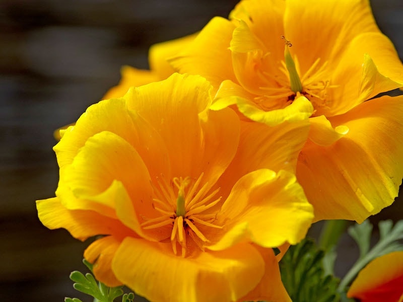 Yellow Californian poppy flowers