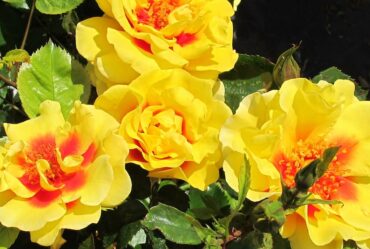 Top 10 bare root rose plants