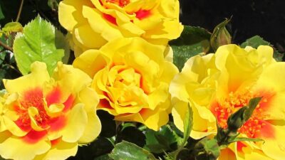 Top 10 bare root rose plants