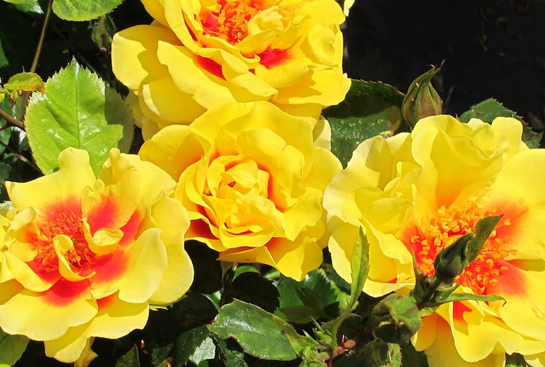 Yellow rose with red centres