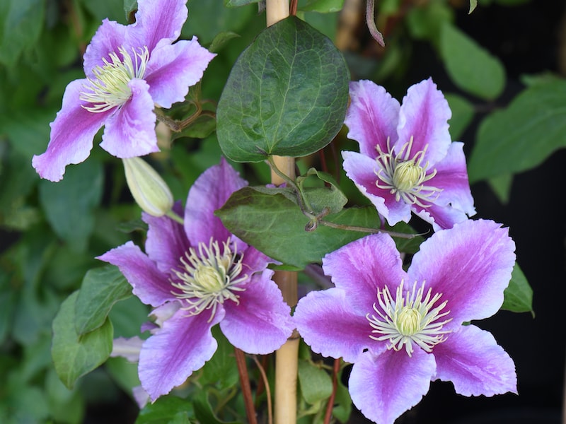 Purple and pink clematis flowers climbing up a trellis