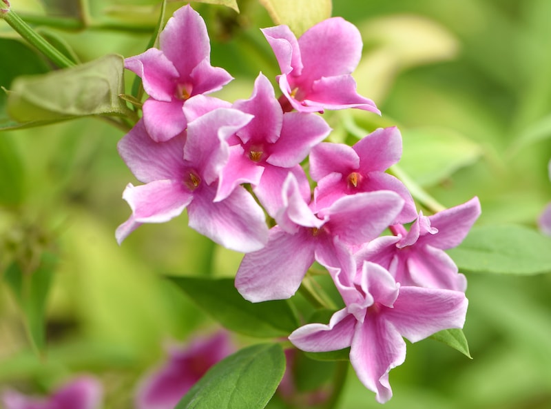Pink jasmine flowers with paler pink petal tips against green foliage