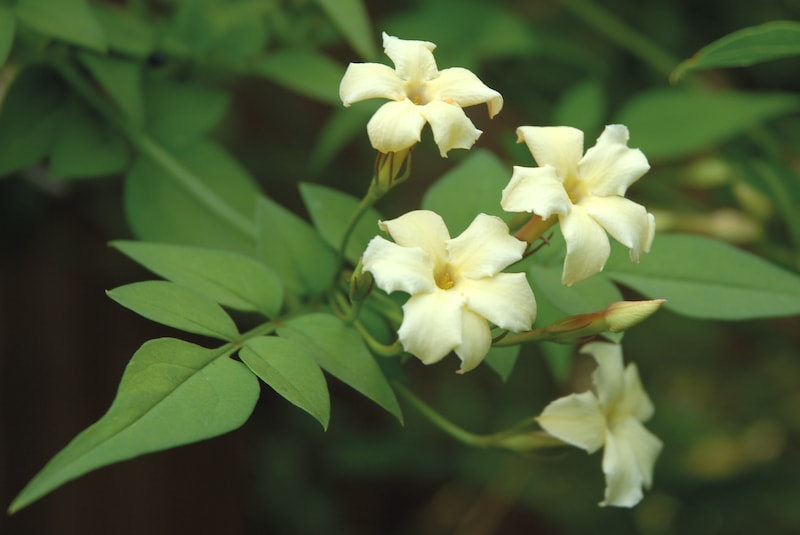 Collection of four yellow jasmine flowers against green leaves