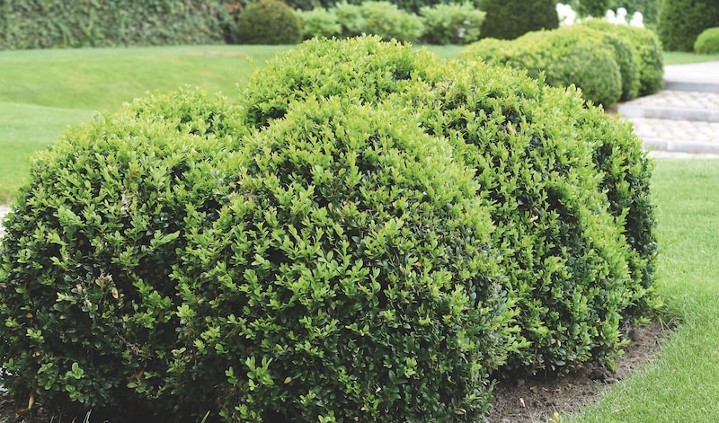 Green hedging plant of Common Box plant cut into round topiary shape