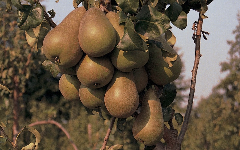 Group of pears growing on tree