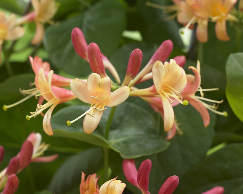 Orange petals of honeysuckle 'Celestial' with pink flowers