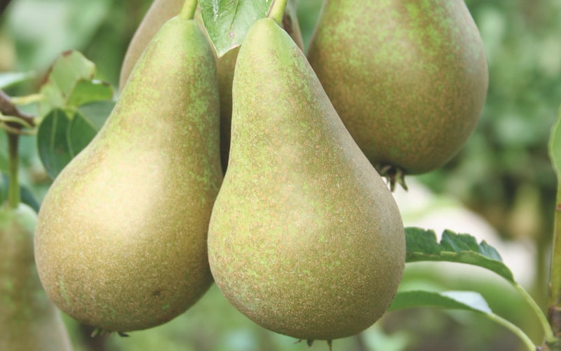 Two pears growing on a branch
