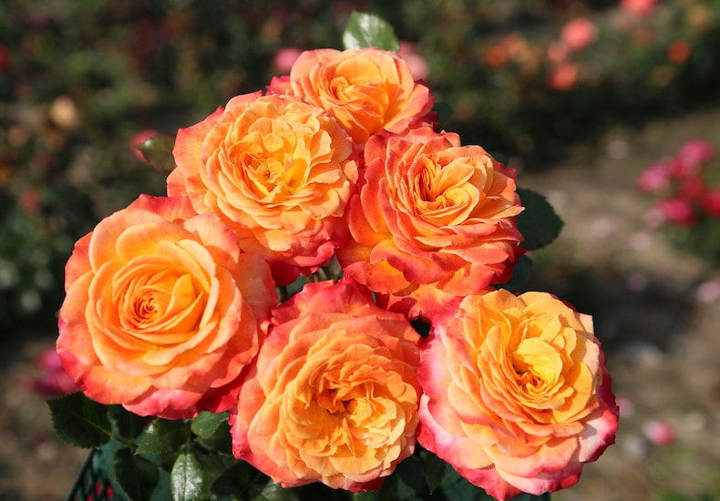 Collection of peach and pink rose