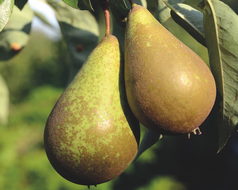 Closeup of brown and green pears. Variety is 'Doyenne du Comice'.