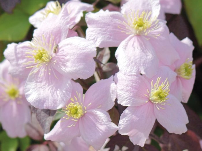 pink-clematis-with-yellow-centre.jpg