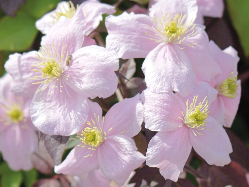 Pink clematis flowers with yellow centre