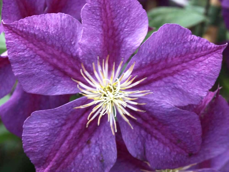 Closeup of dark purple clematis flowers with white centre