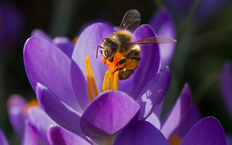 Closeup of purple crocus flower with bee