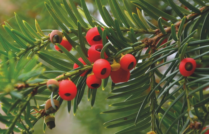 Red berries of yew hedging with green needles