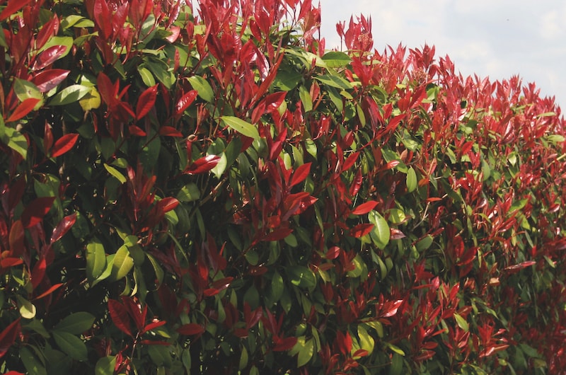 Red leaves of red laurel hedging