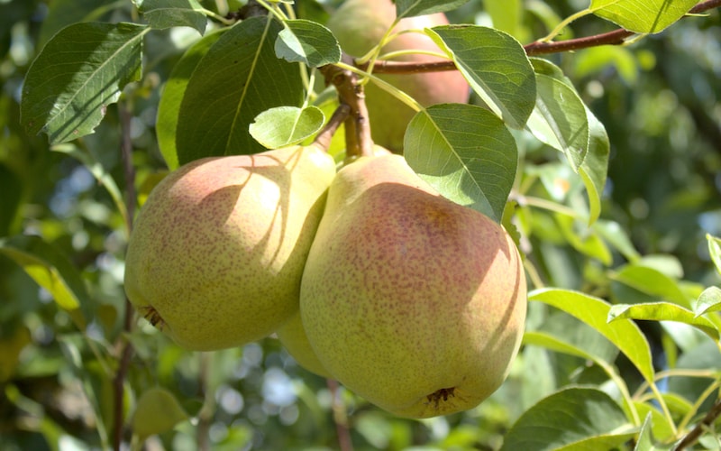 Red tinged pears growing on tree