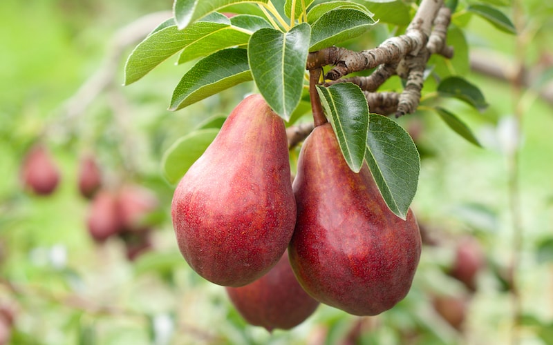 Three red pears growing on a tree