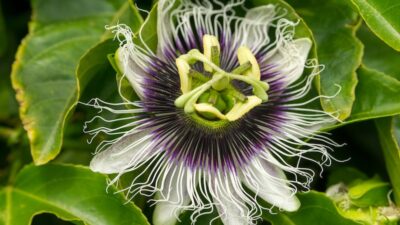How to grow passion flowers