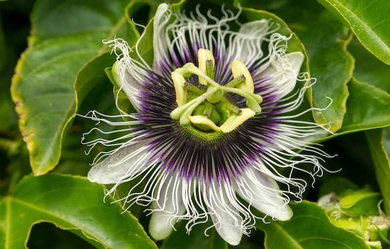 Single flower of passionflowers