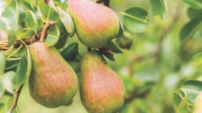 Best expert advice on growing pear trees