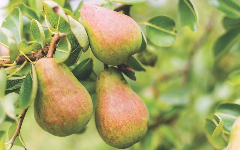 Three pears growing on a tree